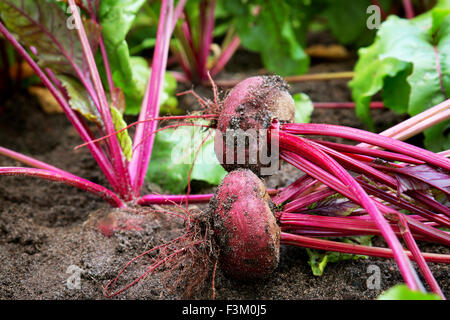 La barbabietola rossa nel terreno Foto Stock