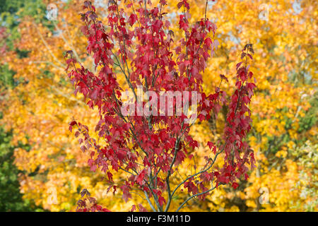 Acer rubrum. Rosso acero in autunno. Regno Unito Foto Stock