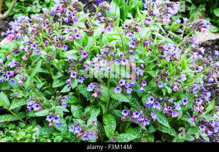 Fiori primaverili e foglie macchiate del Lungwort (Pulmonaria saccharate) 'Fontana di Trevi' Foto Stock