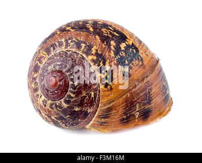 Macro di bella abbandonato Sundial Shell Foto Stock