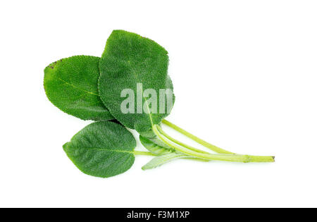 Foglie di salvia isolato su bianco Foto Stock