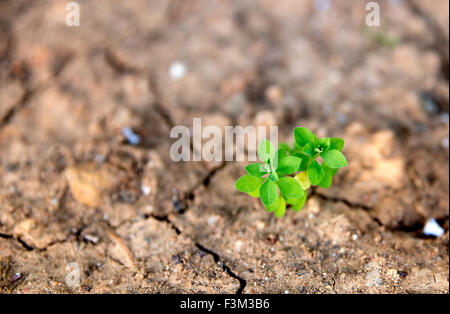 Primo piano della pianta verde crescente nel deserto secco suolo Foto Stock