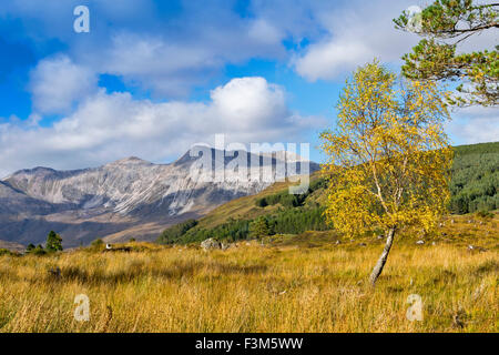 BEINN EIGHE e betulla inizio autunno GLEN TORRIDON Highlands della Scozia Foto Stock