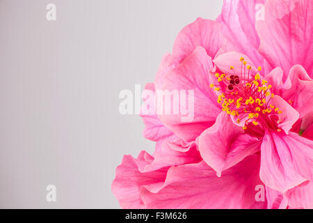 Primo piano di un bel colore rosa fiori di ibisco con copyspace Foto Stock