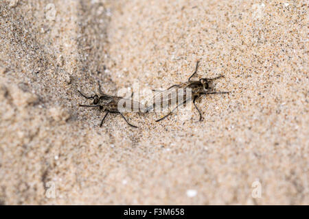 Dune rapinatore vola Philonicus albiceps coniugata sulle dune a Morfa Conwy costa del Galles settentrionale. Foto Stock