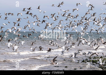 Un Gregge di gabbiani reali Larus argentatus sulla costa settentrionale del Galles. Foto Stock