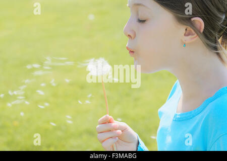 Campo,tarassaco,ragazza adolescente,azienda Foto Stock