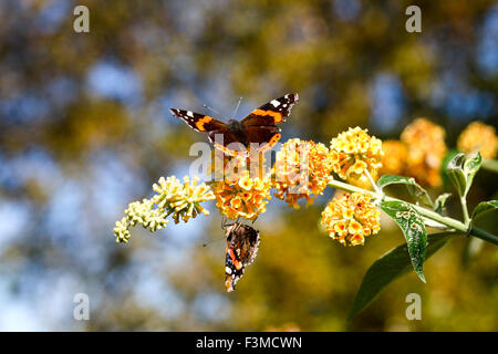 Due Red Admiral butterfles (Vanessa Atalanta) su un giallo Buddleja globosa fiore Foto Stock