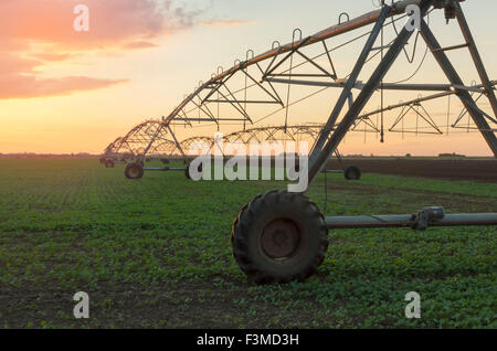 Moderno sistema di irrigazione su un campo di fattoria al tramonto. Messa a fuoco selettiva. Foto Stock