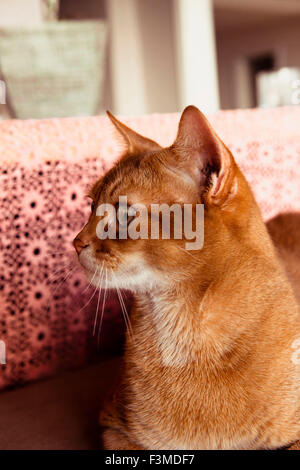 Lo zenzero gatto abissino fissando attentamente a qualcosa in distanza Foto Stock