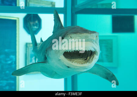 Londra, Regno Unito. 24/09/2015. Cielo, un grande squalo sospeso in un serbatoio riempito con una soluzione di formaldeide (2008-2009) di Damien Hirst. Il Big Blue, sul display a Ordovas in Savile Row dal 25 settembre al 12 dicembre 2015, è una mostra di lavoro ispirato al mare che coprono quasi due millenni. Foto Stock