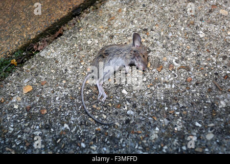 Topo morto nella foto in strada al di fuori di una casa a Bognor Regis, West Sussex, Regno Unito. Foto Stock