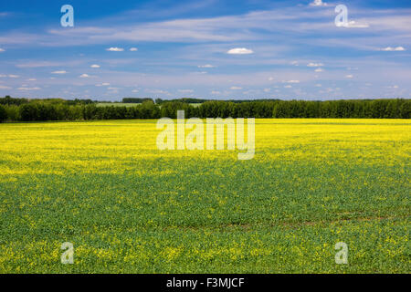 Daisy prato in giorno di estate Foto Stock