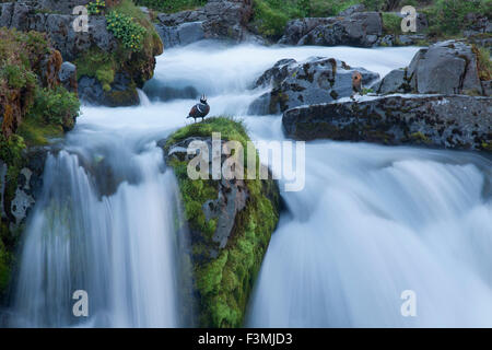 Harlequin duck sul labbro di Kirkjufell cascata, Grundarfjordur, Snaefellsnes Peninsula, Vesturland, Islanda. Foto Stock