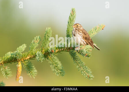Il Savannah sparrow, Passerculus sandwichensis, appollaiato su un ramo di conifere, St Albert, Alberta, Canada Foto Stock