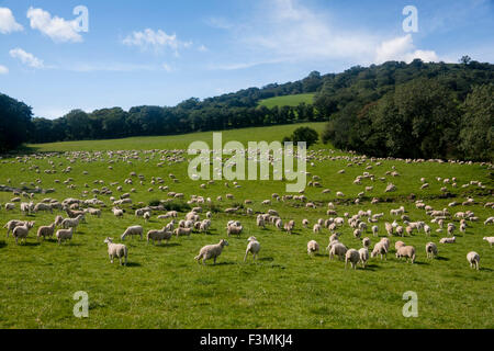 Grande gregge di pecore in campo verde Brecon Beacons Powys Wales UK Foto Stock