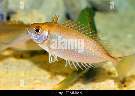 Chiazzato spinefoot (Siganus fuscescens) in Giappone Foto Stock