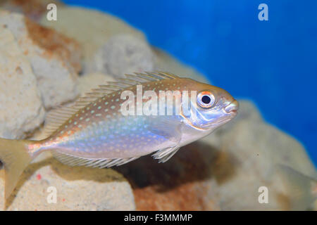 Chiazzato spinefoot (Siganus fuscescens) in Giappone Foto Stock