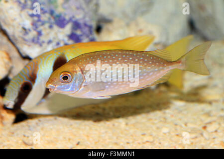 Chiazzato spinefoot (Siganus fuscescens) in Giappone Foto Stock