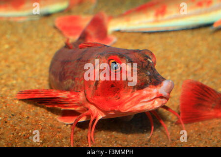 Cappone rosso (Chelidonichthys spinosus) in Giappone Foto Stock