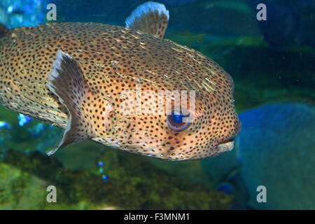 Spot-fin Porcupinefish (Diodon hystrix) in Giappone Foto Stock