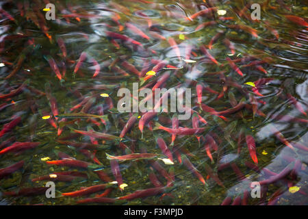 Salmone in Taylor Creek, South Lake Tahoe Foto Stock