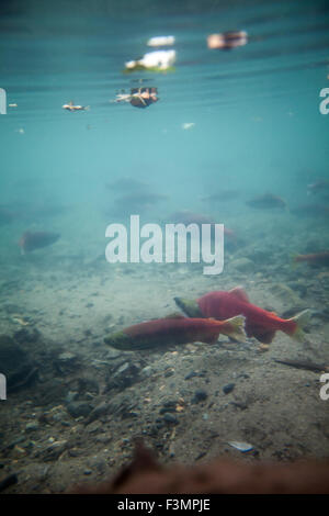 Salmone in Taylor Creek, South Lake Tahoe Foto Stock