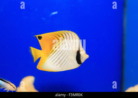 Threadfin butterflyfish (Chaetodon auriga) in Giappone Foto Stock