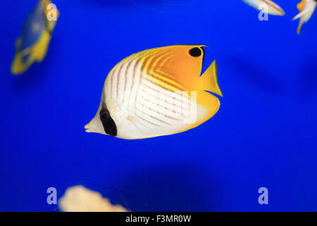 Threadfin butterflyfish (Chaetodon auriga) in Giappone Foto Stock