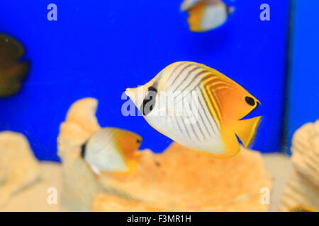 Threadfin butterflyfish (Chaetodon auriga) in Giappone Foto Stock