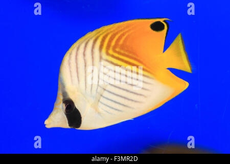 Threadfin butterflyfish (Chaetodon auriga) in Giappone Foto Stock