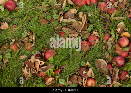 Unharvested mele rosse giacciono a terra in fine di autunno. Foto Stock