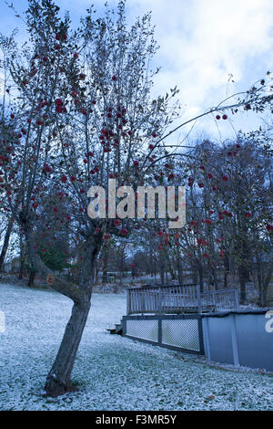 In dicembre, unharvested mele rosse appendere su un albero in un cortile con neve sul terreno. Foto Stock