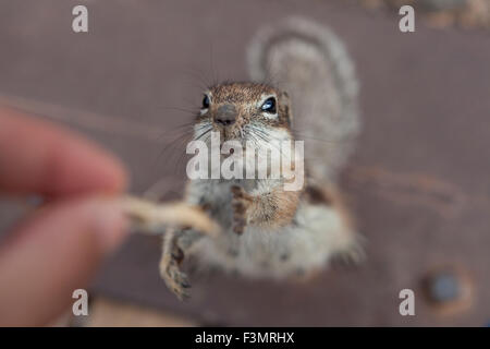 Lo scoiattolo cercando di raggiungere il cibo dalla mano di una persona Foto Stock