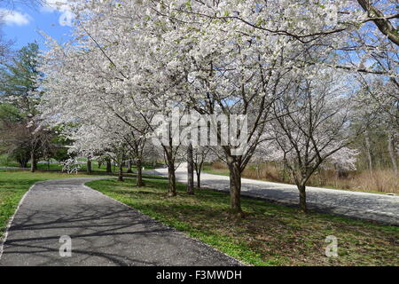 Fiori Ciliegio sul Lansdowne Drive in Fairmount Park, Philadelphia Foto Stock