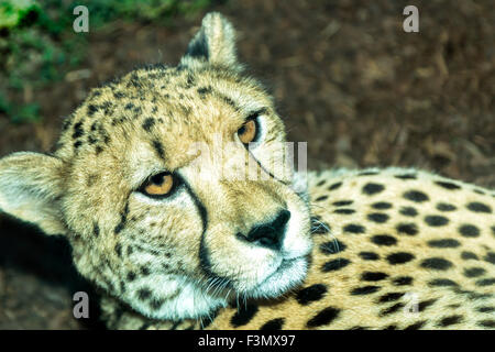 Close up di un ghepardo presso il locale zoo, ressting. Foto Stock