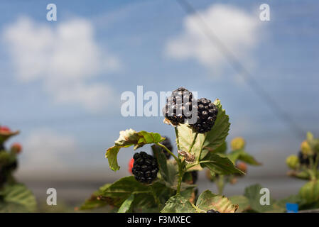 Lampone il prelievo a Gedera, Israele Foto Stock