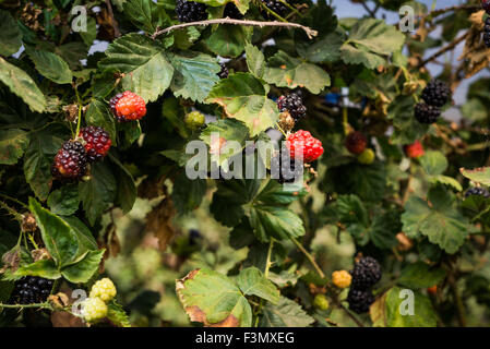 Lampone il prelievo a Gedera, Israele Foto Stock