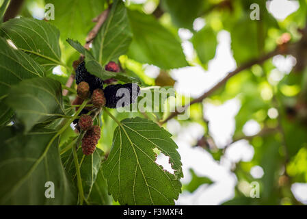 Lampone il prelievo a Gedera, Israele Foto Stock