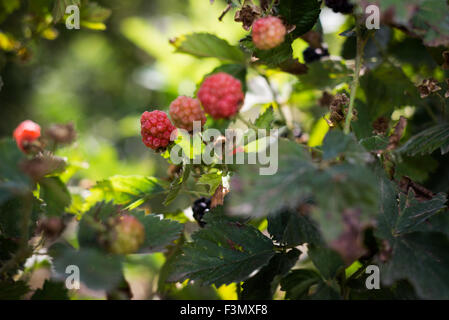 Lampone il prelievo a Gedera, Israele Foto Stock