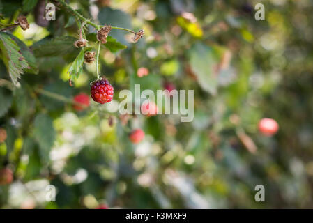 Lampone il prelievo a Gedera, Israele Foto Stock