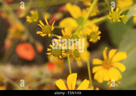 Arbusto del deserto, encelia farinosa, nella regione di Sabino canyon in Tucson, Arizona Foto Stock