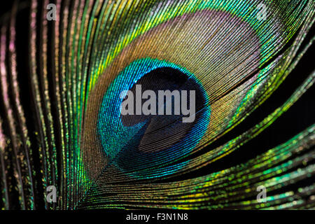 L'occhio del Peacock feather, vicino. Foto Stock