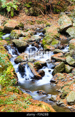 Mino, vicino a Osaka. Piccolo fiume fragoroso su roccia rendendo mini cascata. Liscia come seta effetto come acqua giri e si snoda sulle rocce. Foto Stock