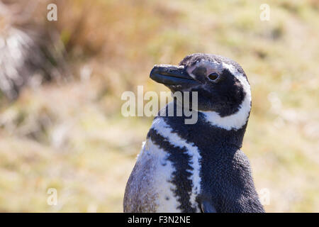 Megallanic Penguin (Spheniscus magellanicus). Gypsy Cove, Falklands. Foto Stock