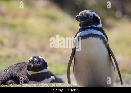 Magellanic Penguin coppia in Colonia. Gypsy Cove, Isole Falkland. Foto Stock