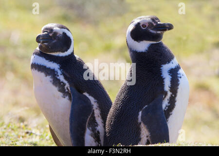 Coppia di i pinguini di Magellano nella loro colonia a Gypsy Cove, Isole Falkland. Foto Stock