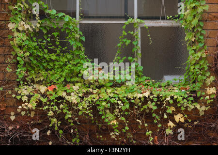 Verde, giallo e rosso edera rampicante su una finestra sul lato di un edificio in mattoni. Foto Stock