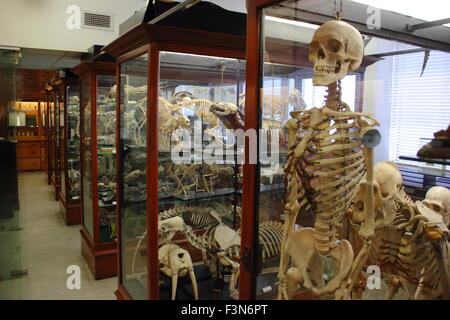 Esemplari zoologici visualizzati in cabine di vetro all'interno dell'Alfred Denny il Museo di Zoologia dell'Università di Sheffield, Regno Unito Foto Stock