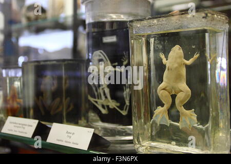 Reperti zoologici, compresa una rana conservati visualizzato nel Alfred Denny Museum presso l'Università di Sheffield England Regno Unito Foto Stock